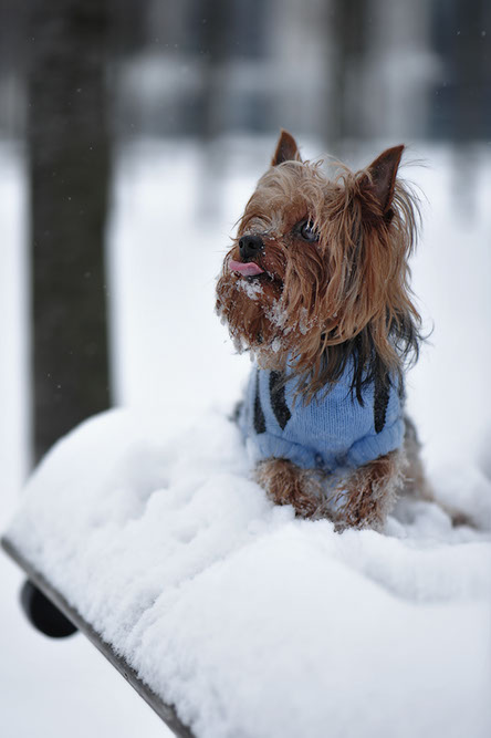 Beejas World Photogtaphy - Wildlife - Hund im Schnee